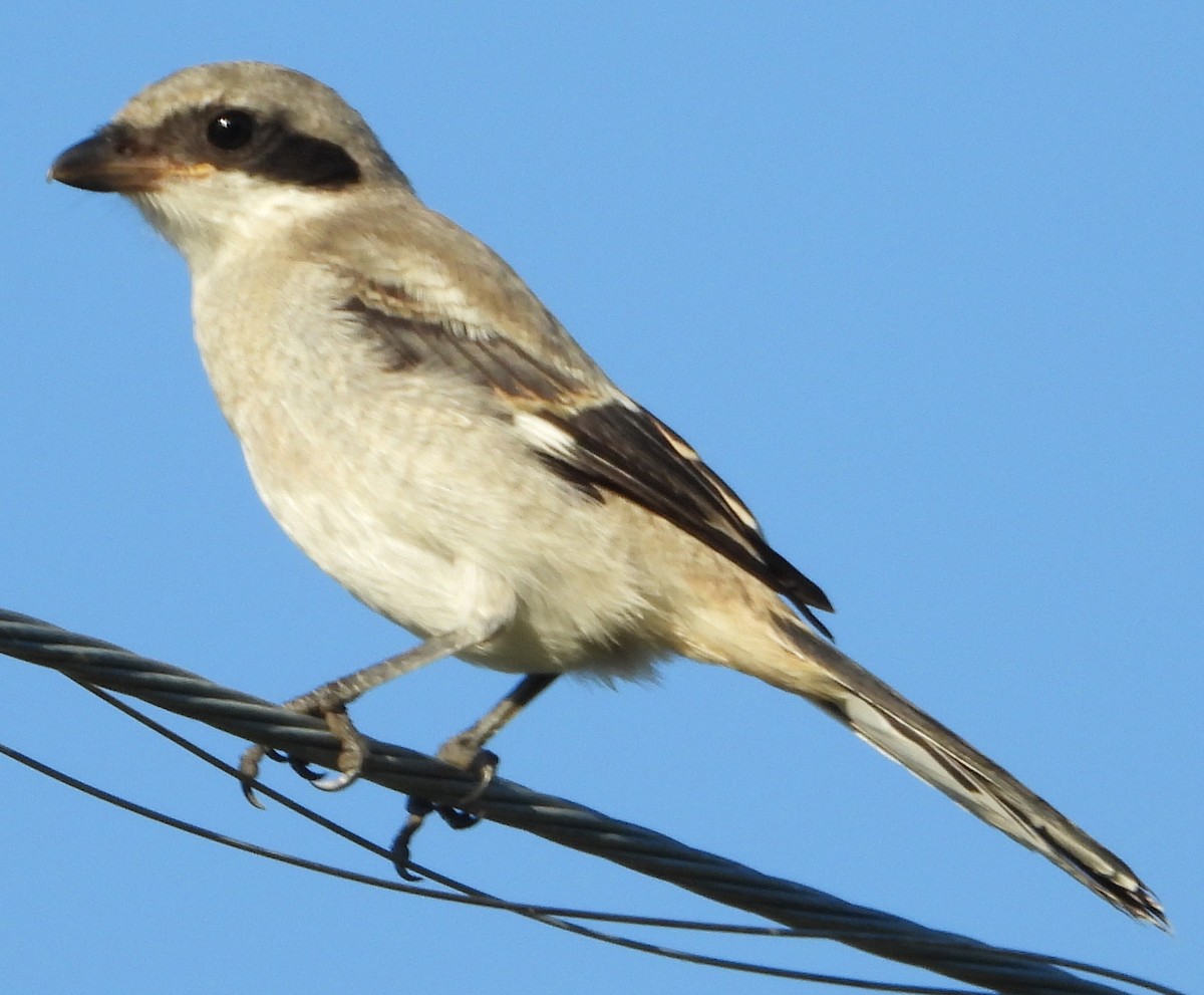 Loggerhead Shrike - ML620625464