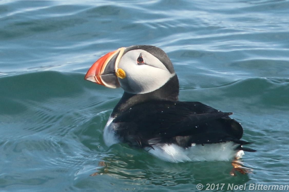 Atlantic Puffin - Jun Tsuchiya