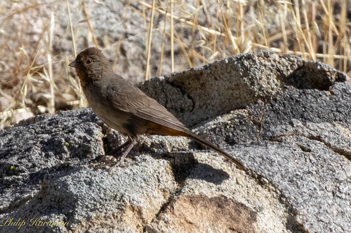 California Towhee - ML620625468