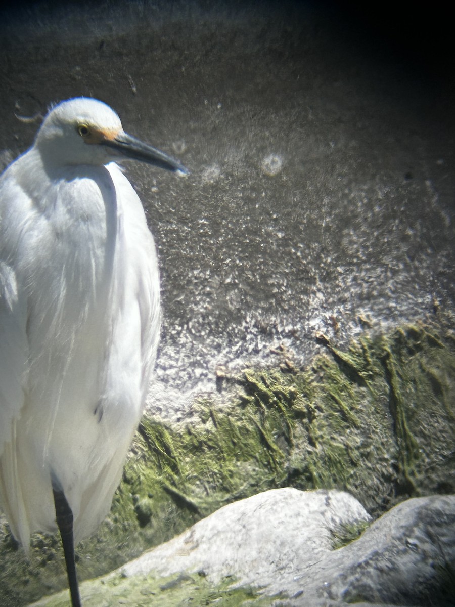 Snowy Egret - ML620625471