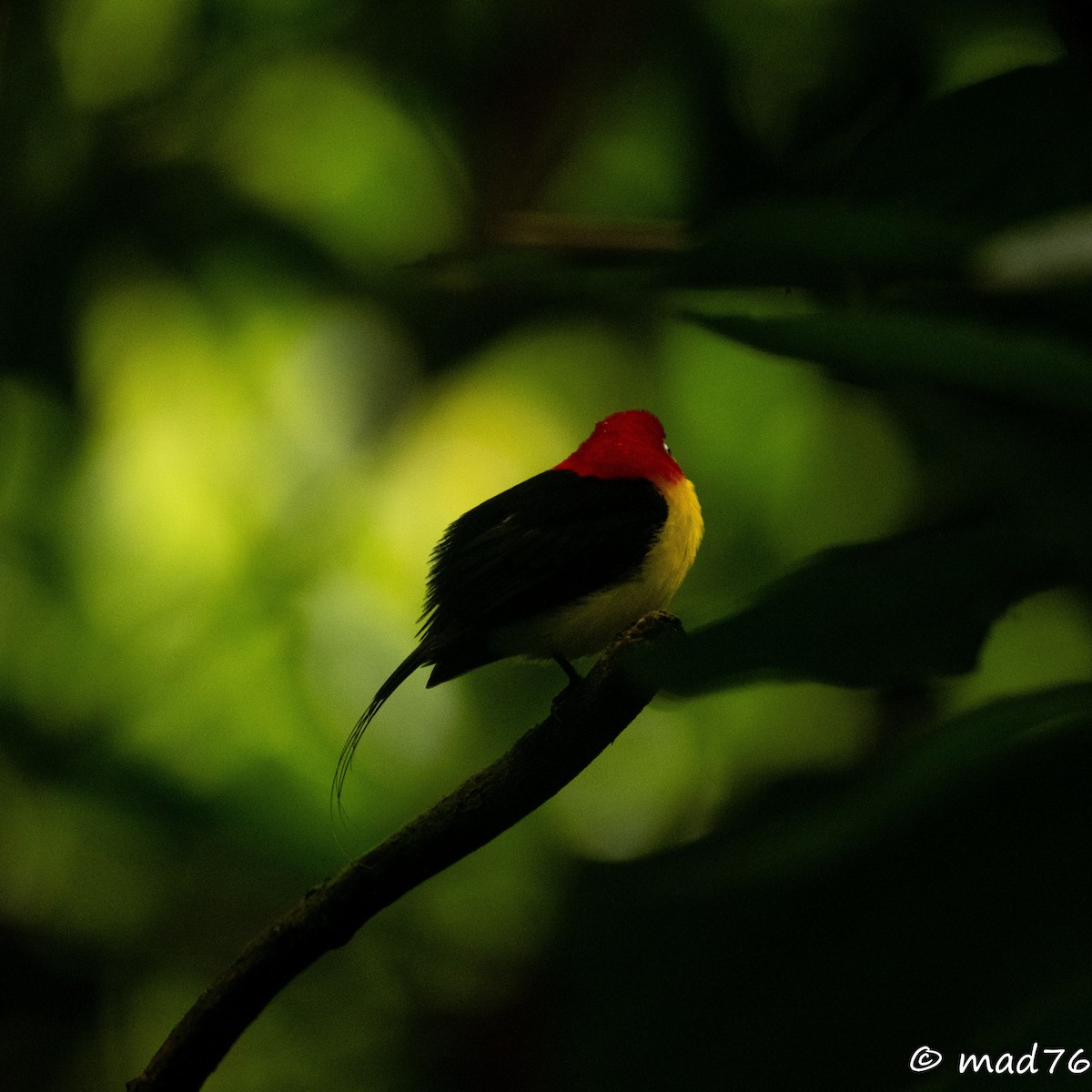 Wire-tailed Manakin - MARIO DELGADO