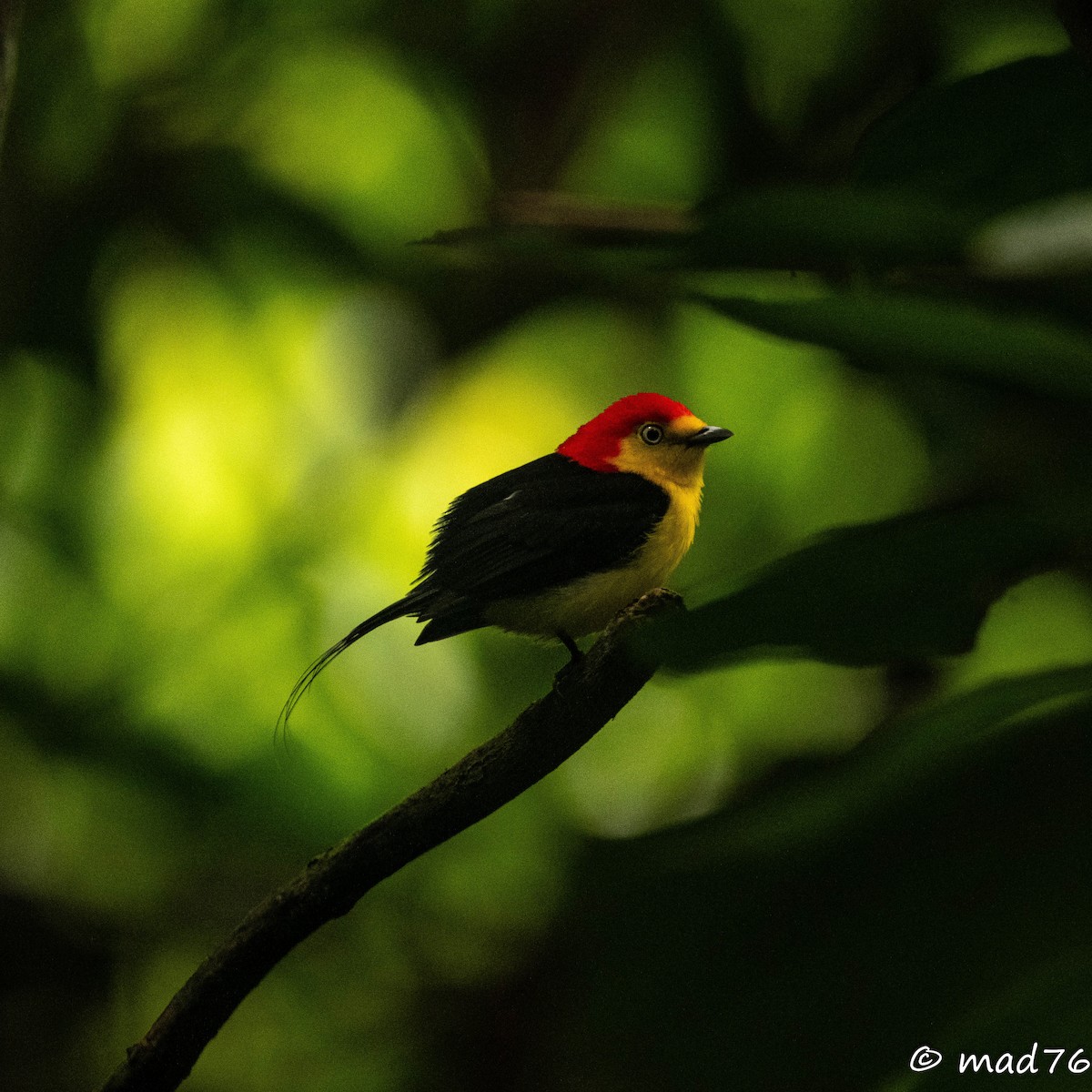 Wire-tailed Manakin - ML620625473