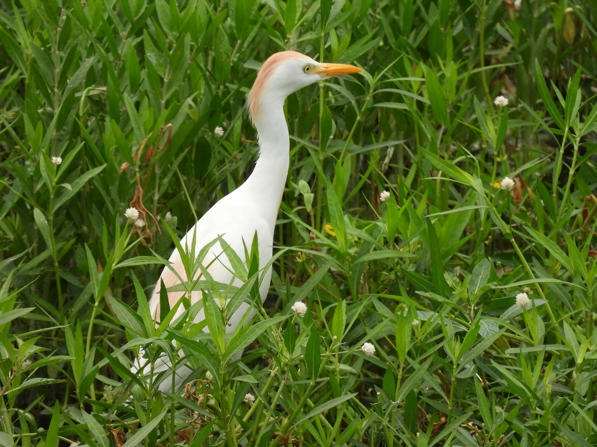 Western Cattle Egret - ML620625476