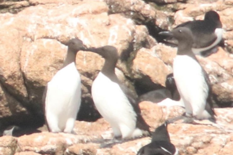 Common Murre - ML620625485