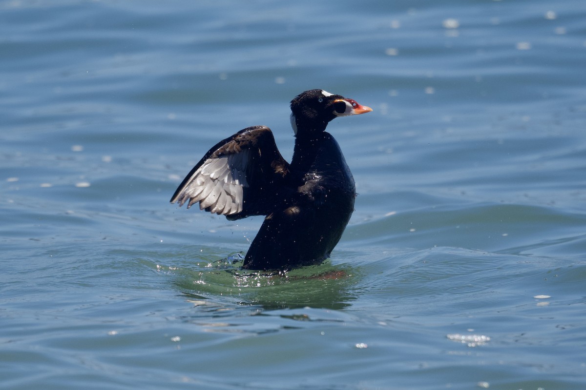 Surf Scoter - ML620625488