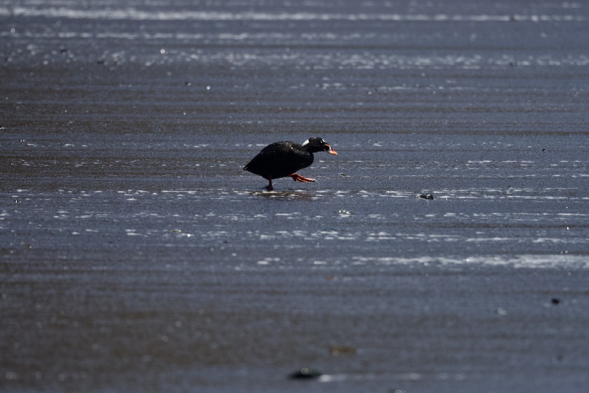 Surf Scoter - ML620625489