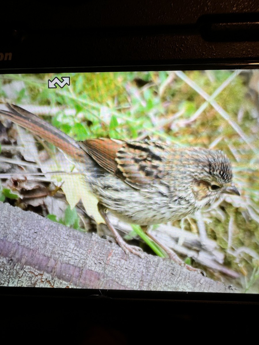 Lincoln's Sparrow - ML620625490