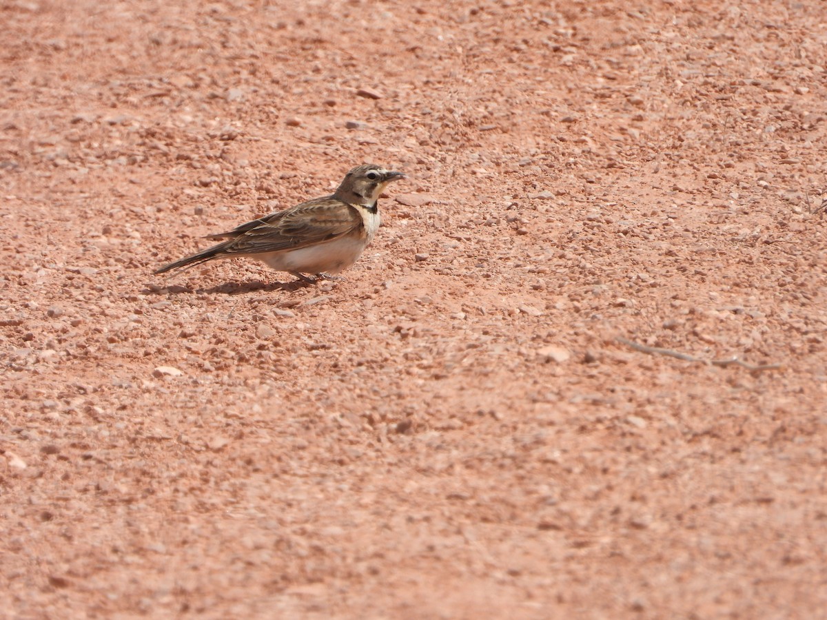 Horned Lark - ML620625491