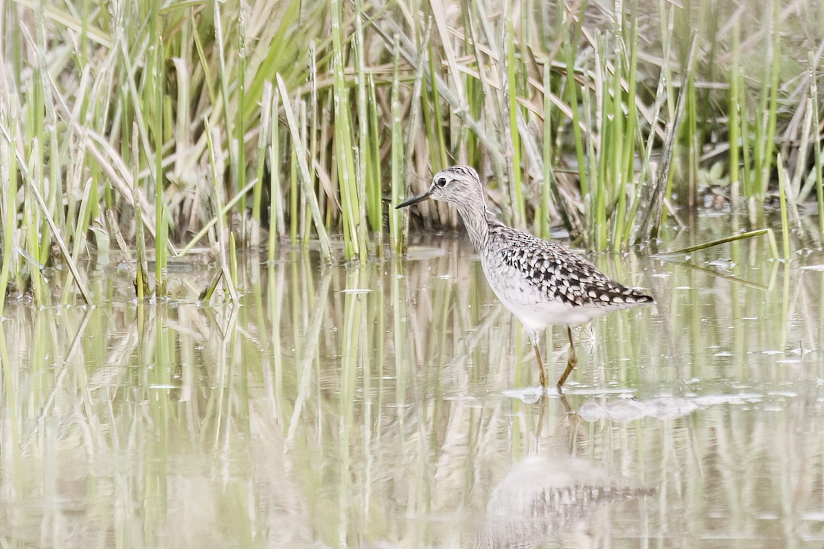 Wood Sandpiper - ML620625492