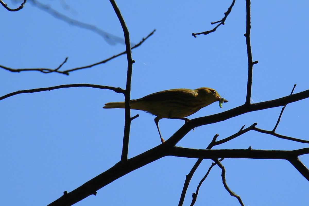 Paruline jaune - ML620625493