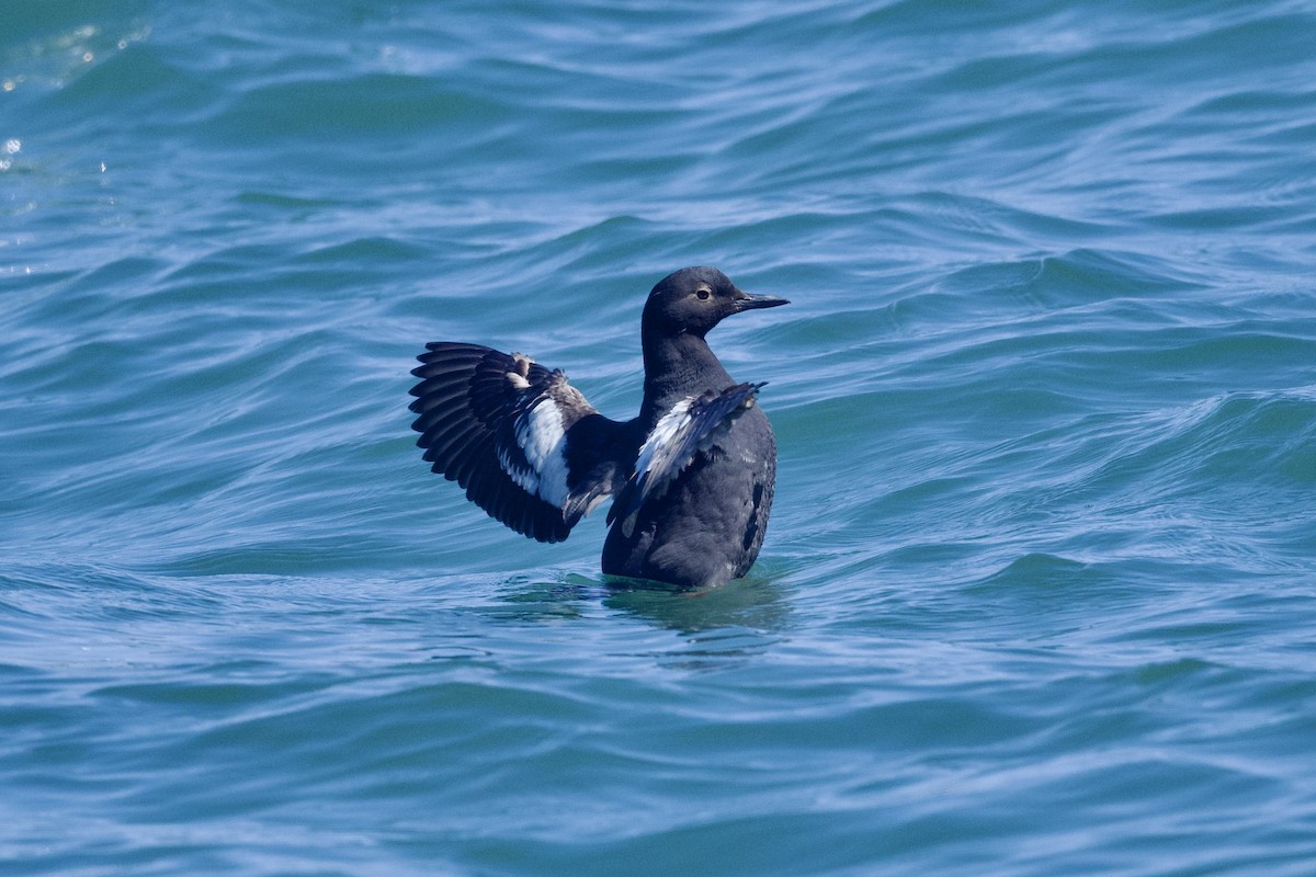 Pigeon Guillemot - ML620625494