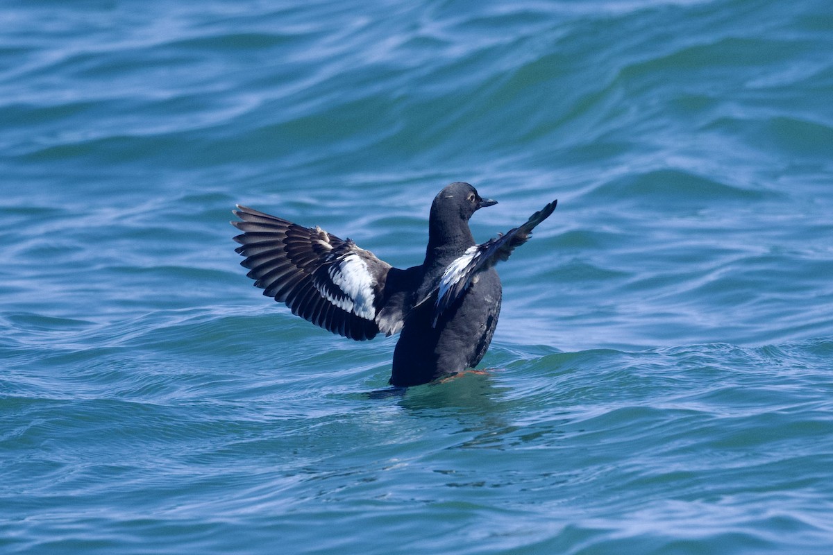 Pigeon Guillemot - ML620625495