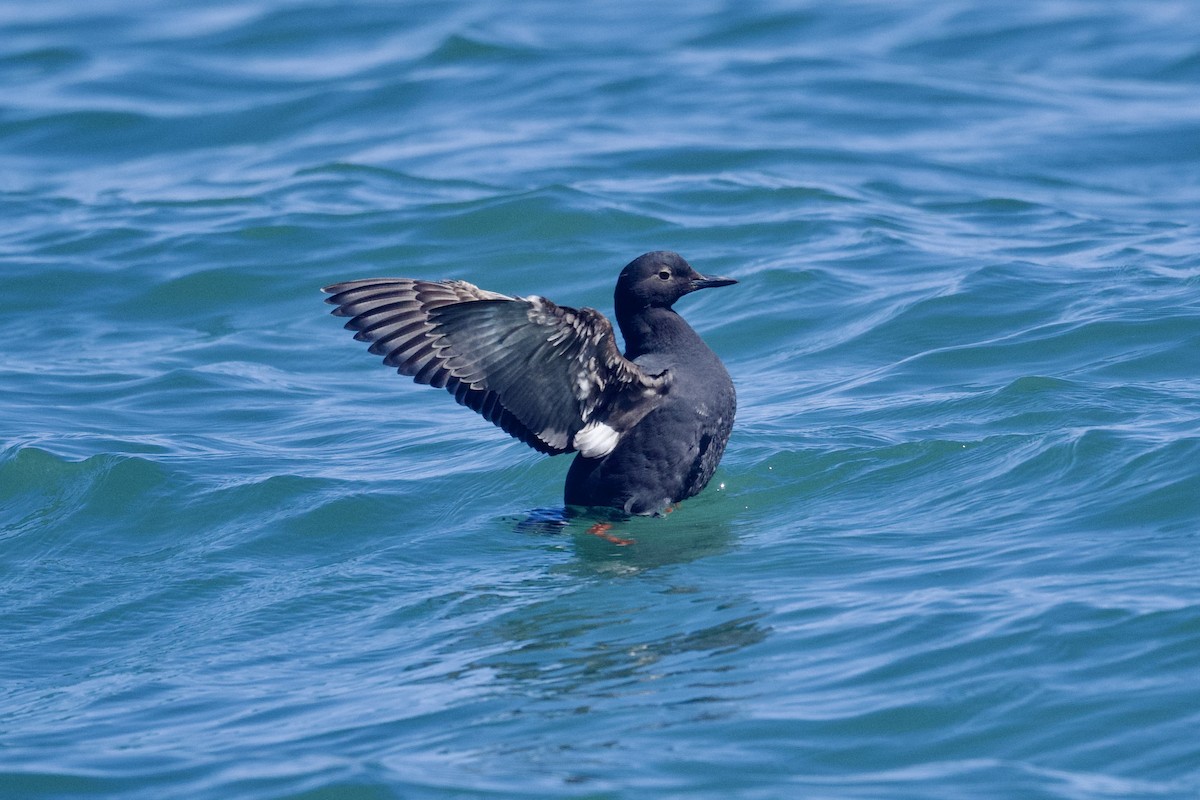 Pigeon Guillemot - ML620625496