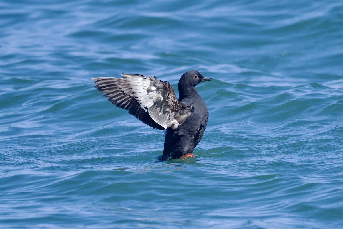 Pigeon Guillemot - ML620625497