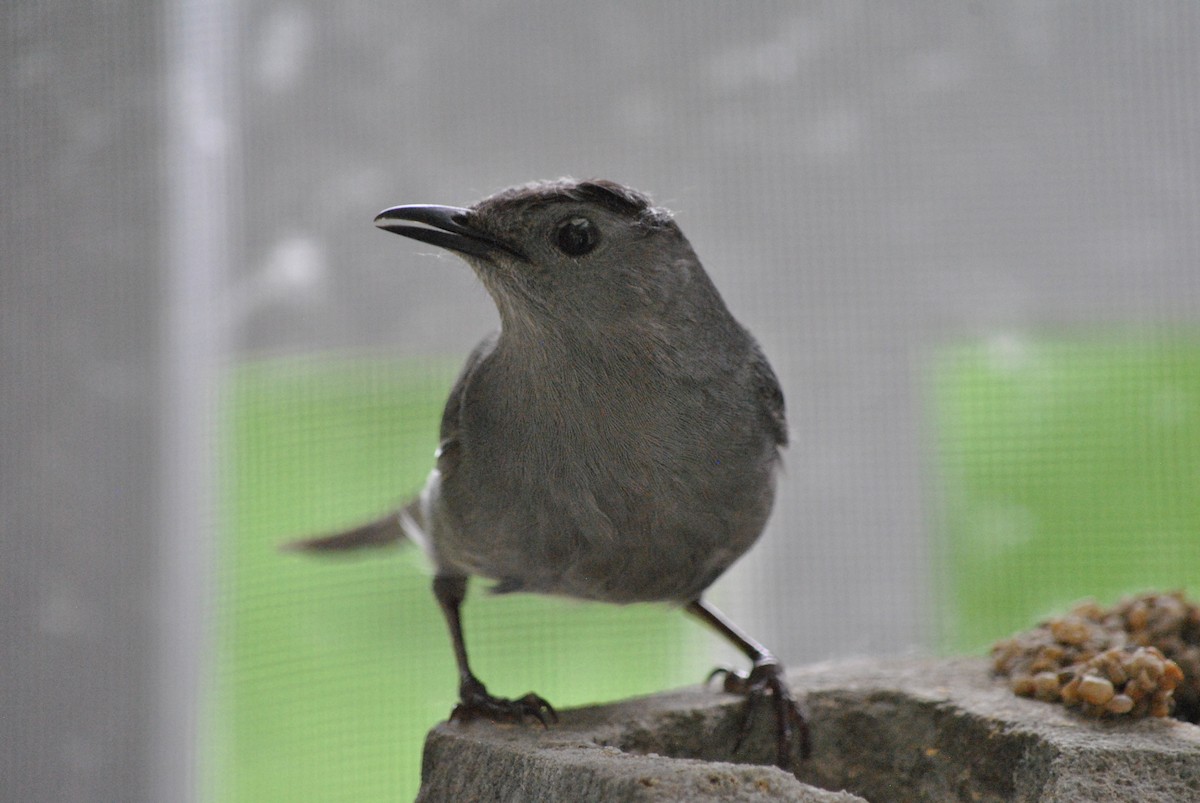 Gray Catbird - ML620625498