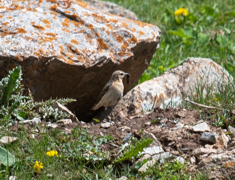 Northern Wheatear - ML620625499