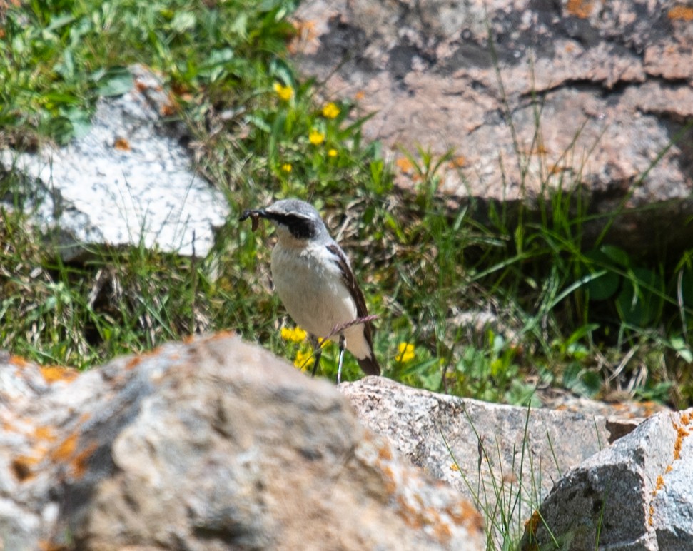 Northern Wheatear - ML620625500