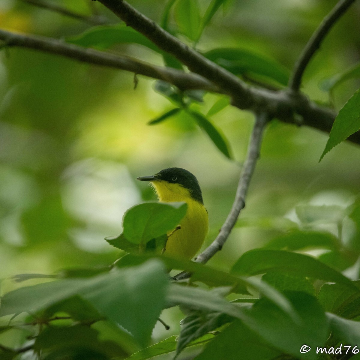 Common Tody-Flycatcher - ML620625503