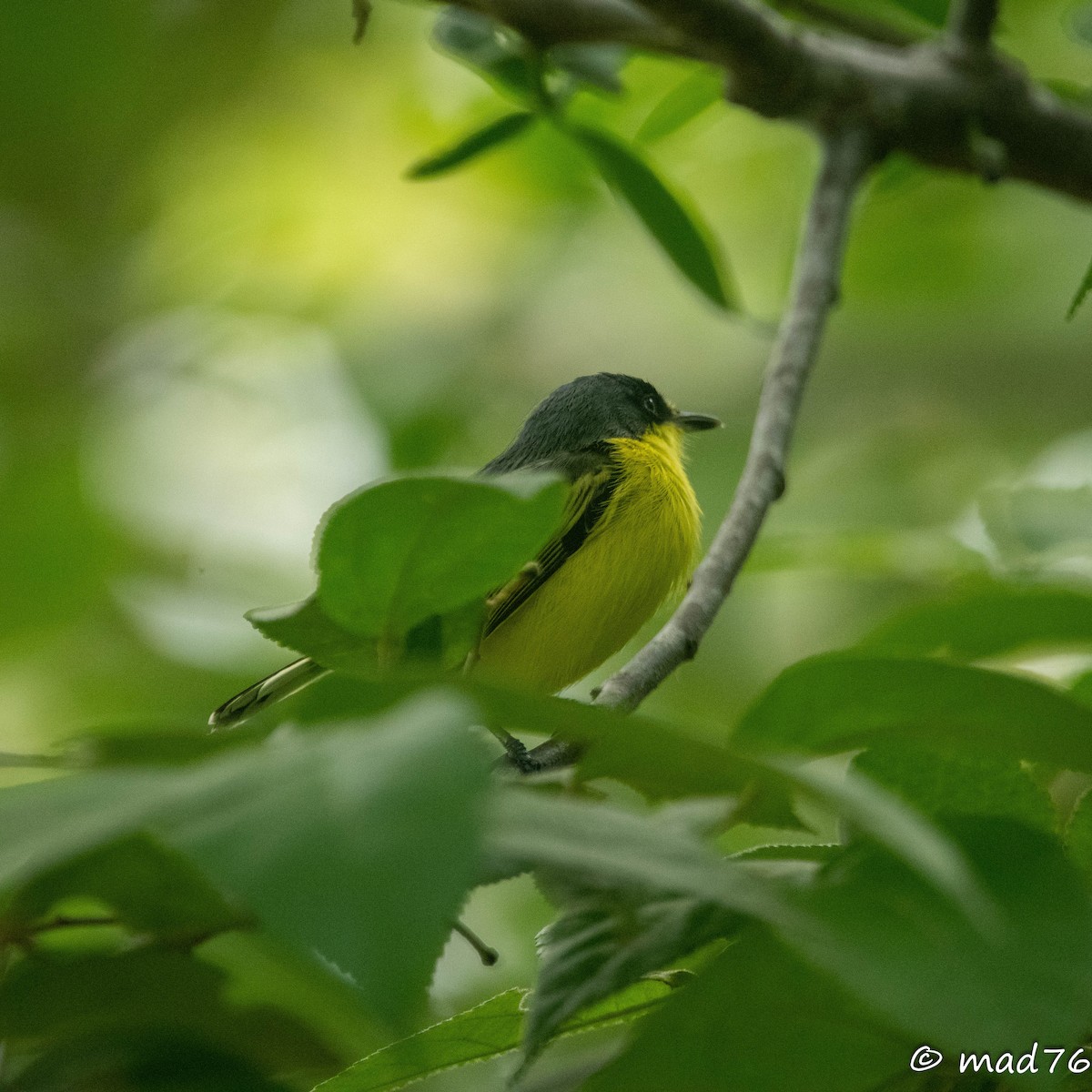 Common Tody-Flycatcher - ML620625504