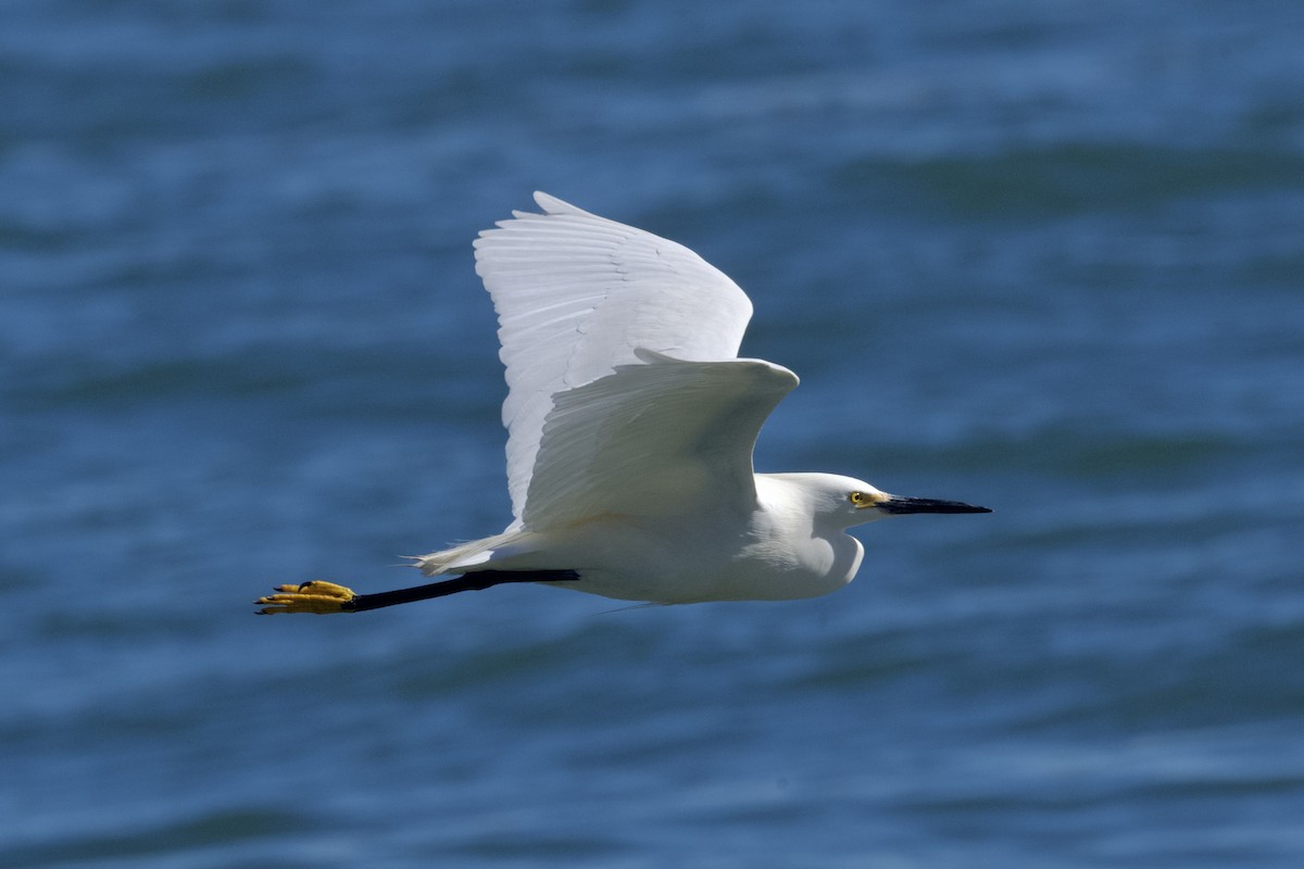 Snowy Egret - Dario Taraborelli