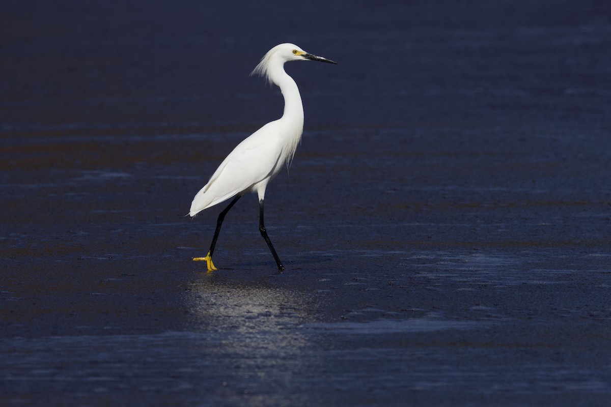 Snowy Egret - ML620625509