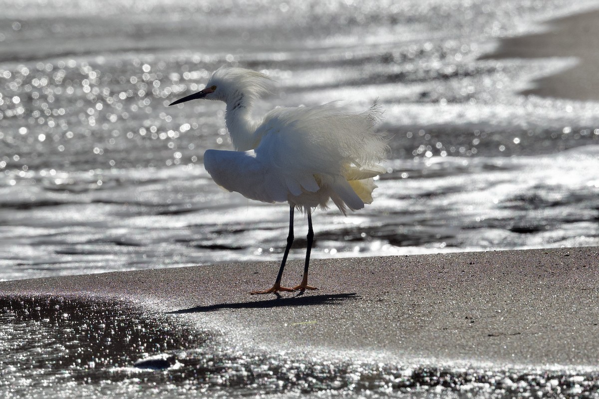 Snowy Egret - ML620625510