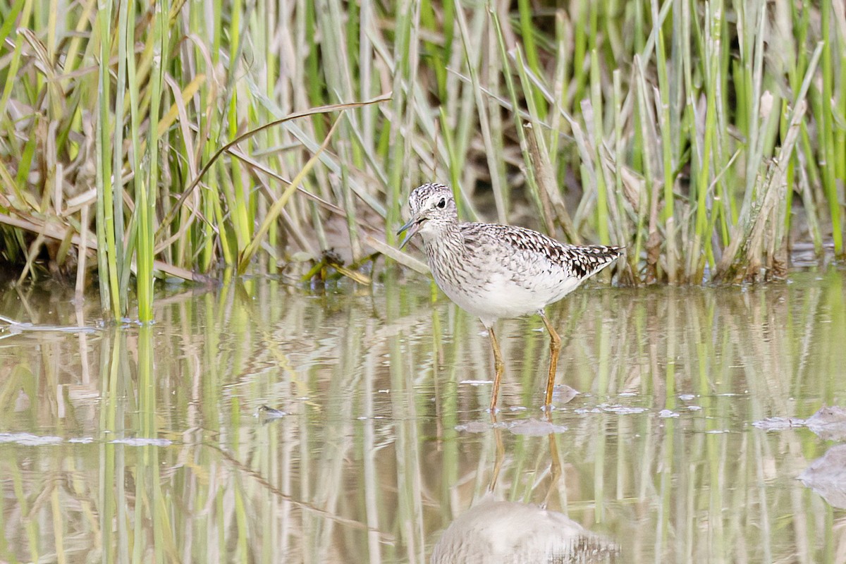 Wood Sandpiper - ML620625511