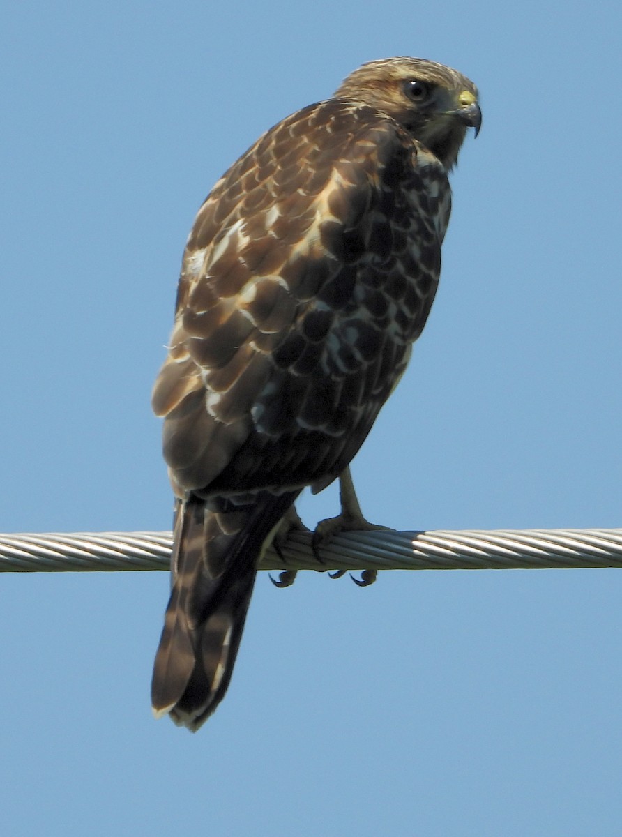 Red-shouldered Hawk - Jay Huner