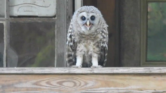 Barred Owl - ML620625513