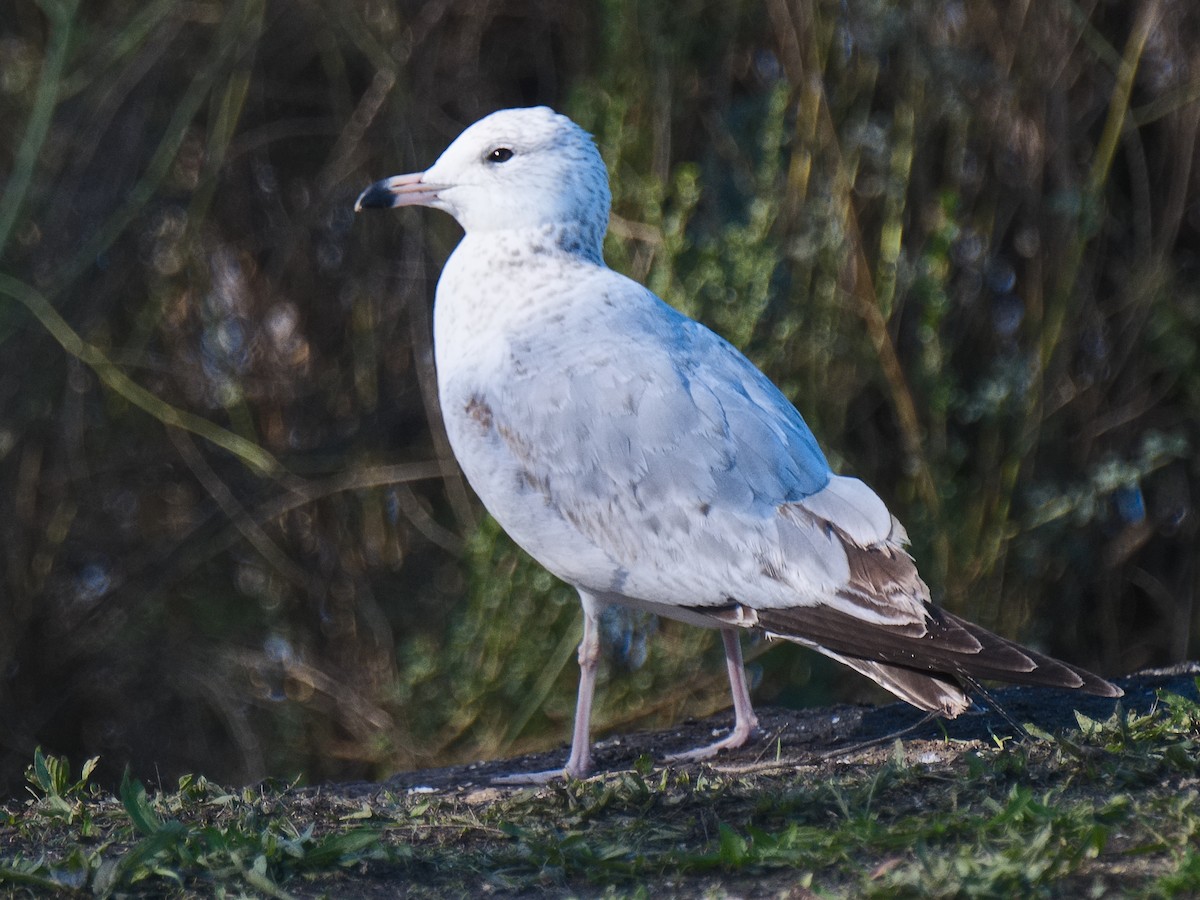 Ring-billed Gull - ML620625514