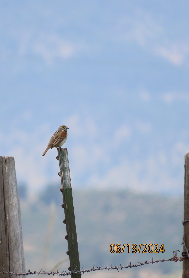 Dickcissel - ML620625515