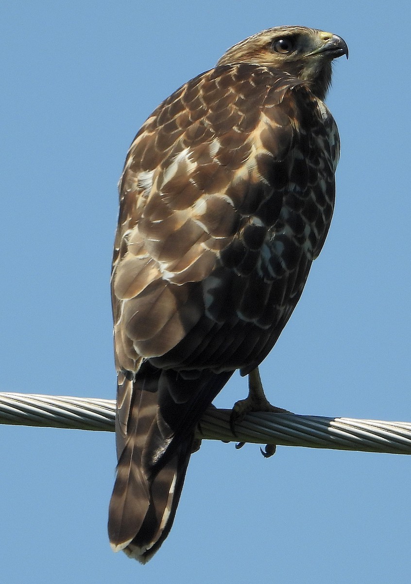 Red-shouldered Hawk - ML620625516