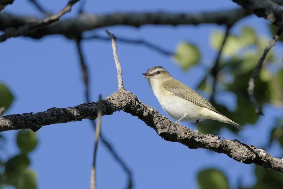 Kızıl Gözlü Vireo - ML620625518