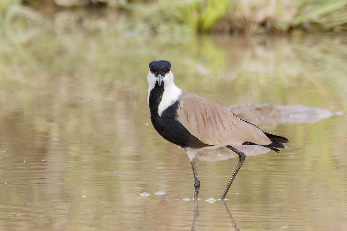 Spur-winged Lapwing - ML620625519