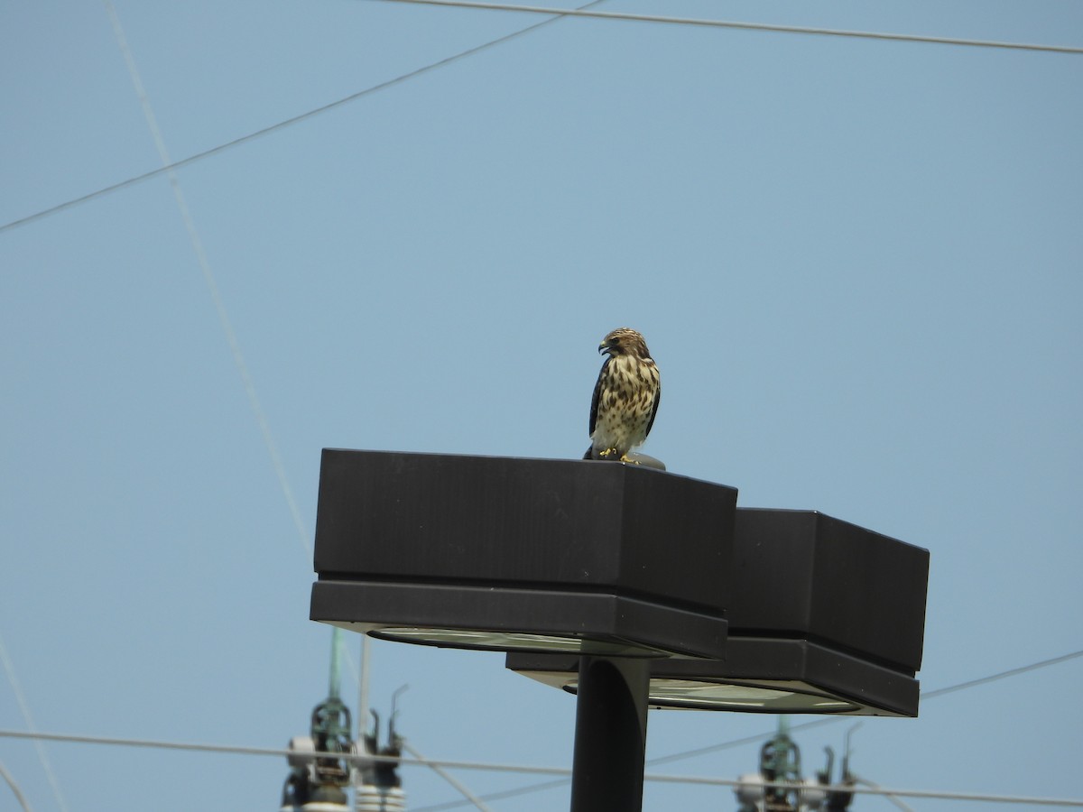 Red-shouldered Hawk - ML620625520