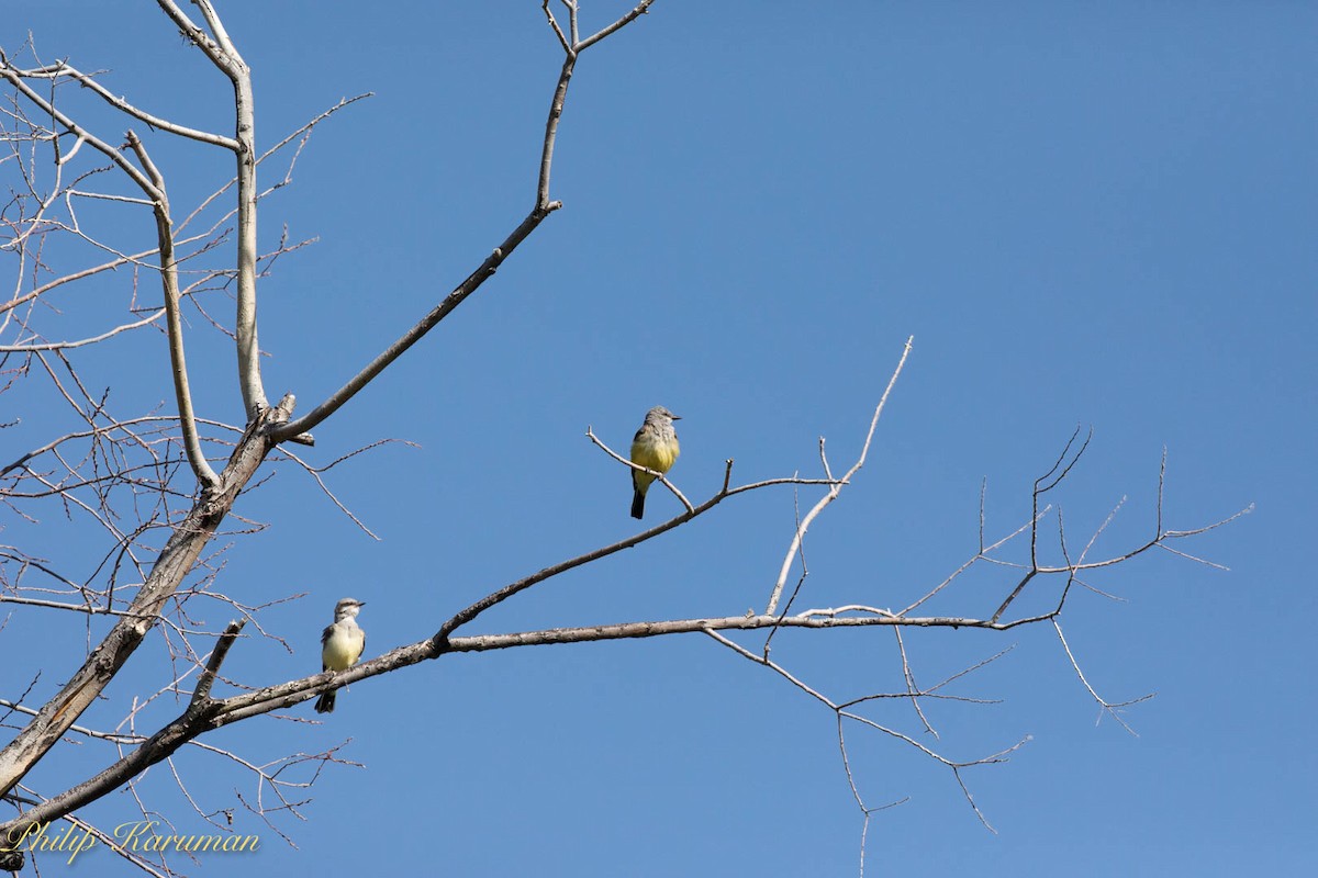 Western Kingbird - ML620625525