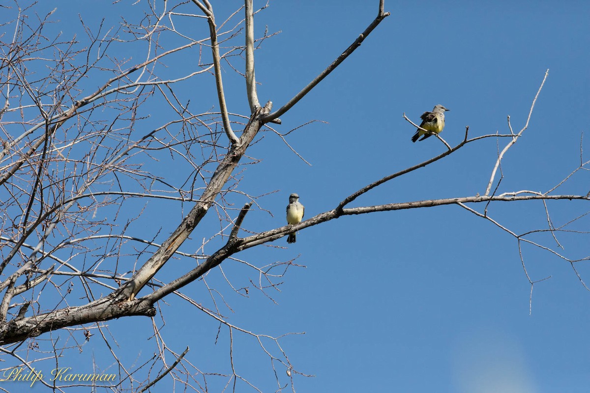 Western Kingbird - ML620625526