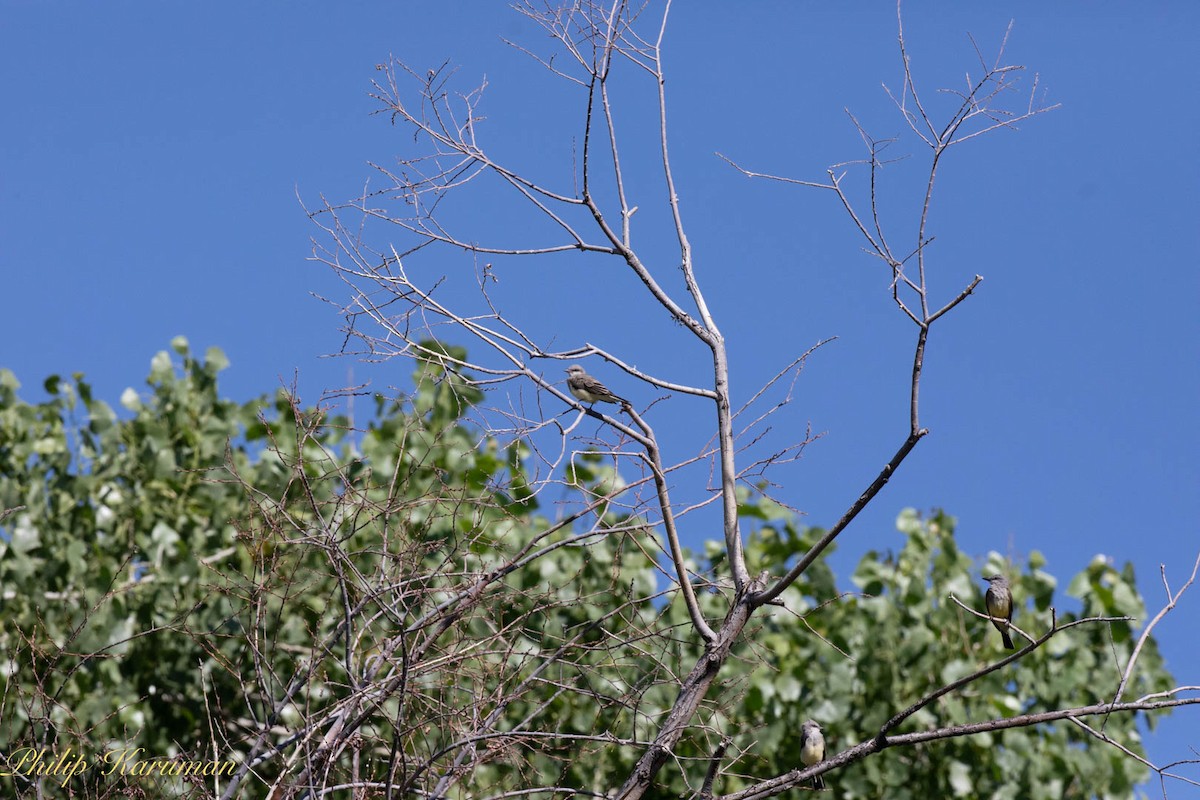 Western Kingbird - ML620625527