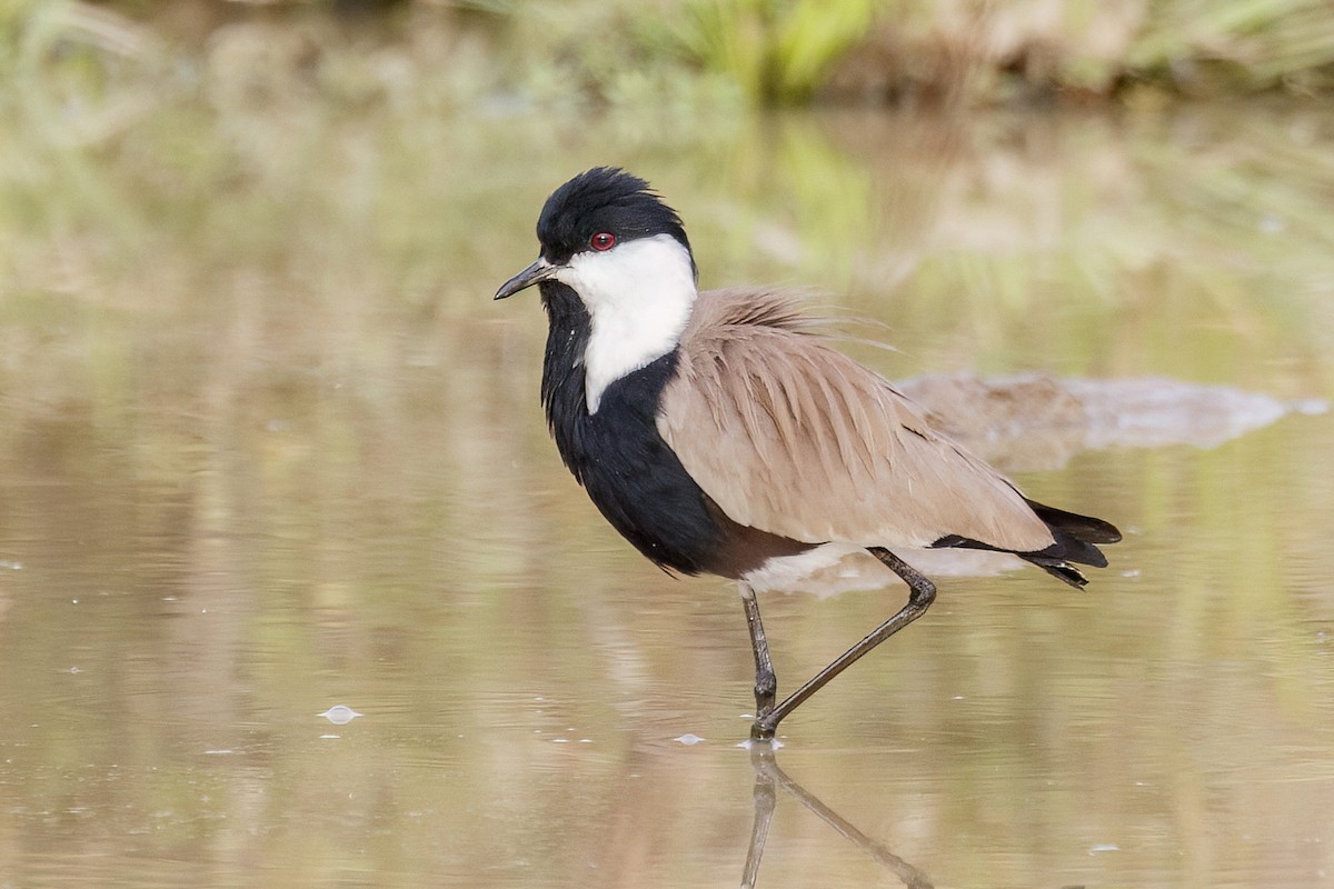 Spur-winged Lapwing - ML620625529