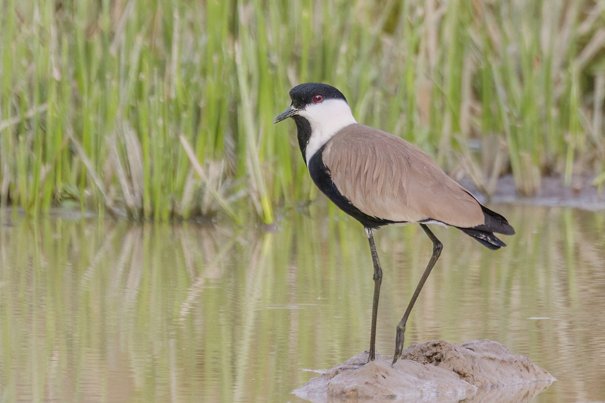 Spur-winged Lapwing - ML620625532