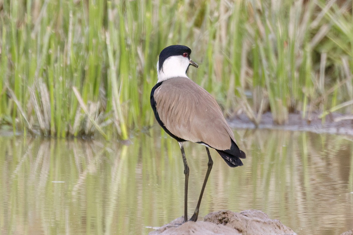Spur-winged Lapwing - ML620625534