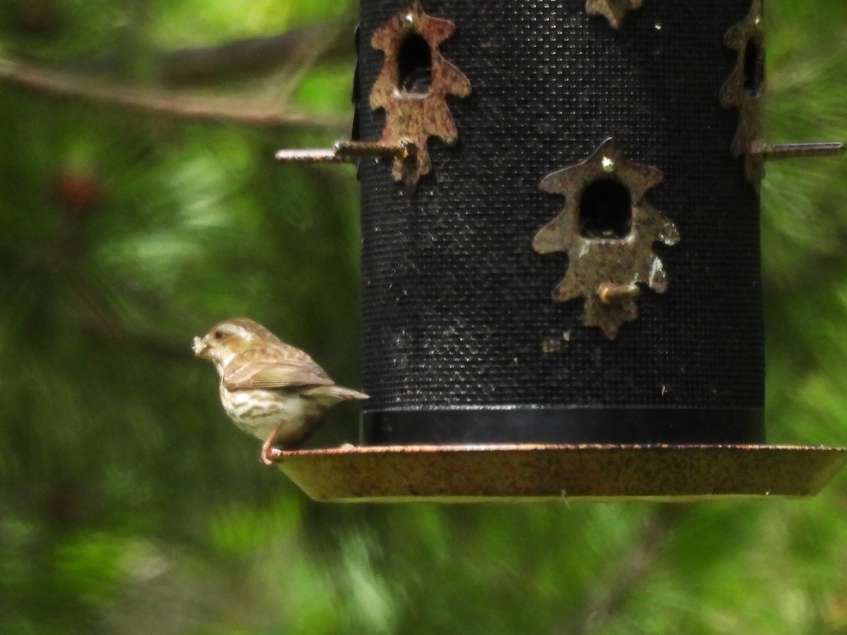 Purple Finch - ML620625535