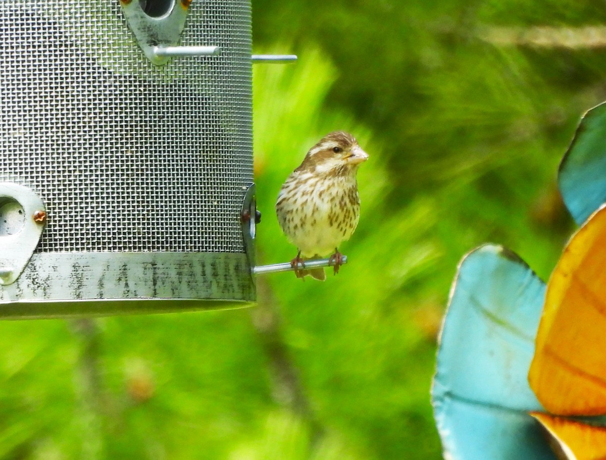 Purple Finch - ML620625536