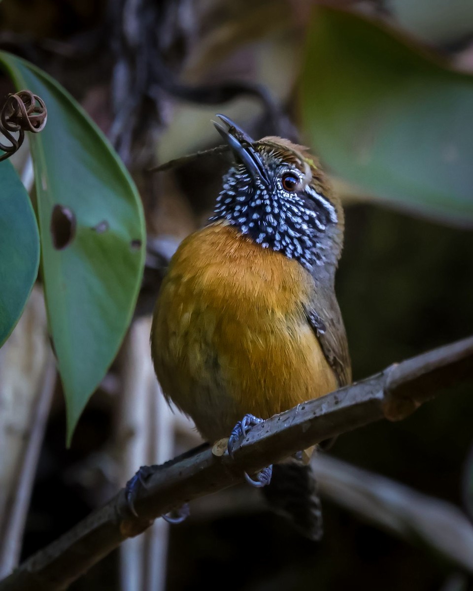 Rufous-breasted Wren - ML620625537