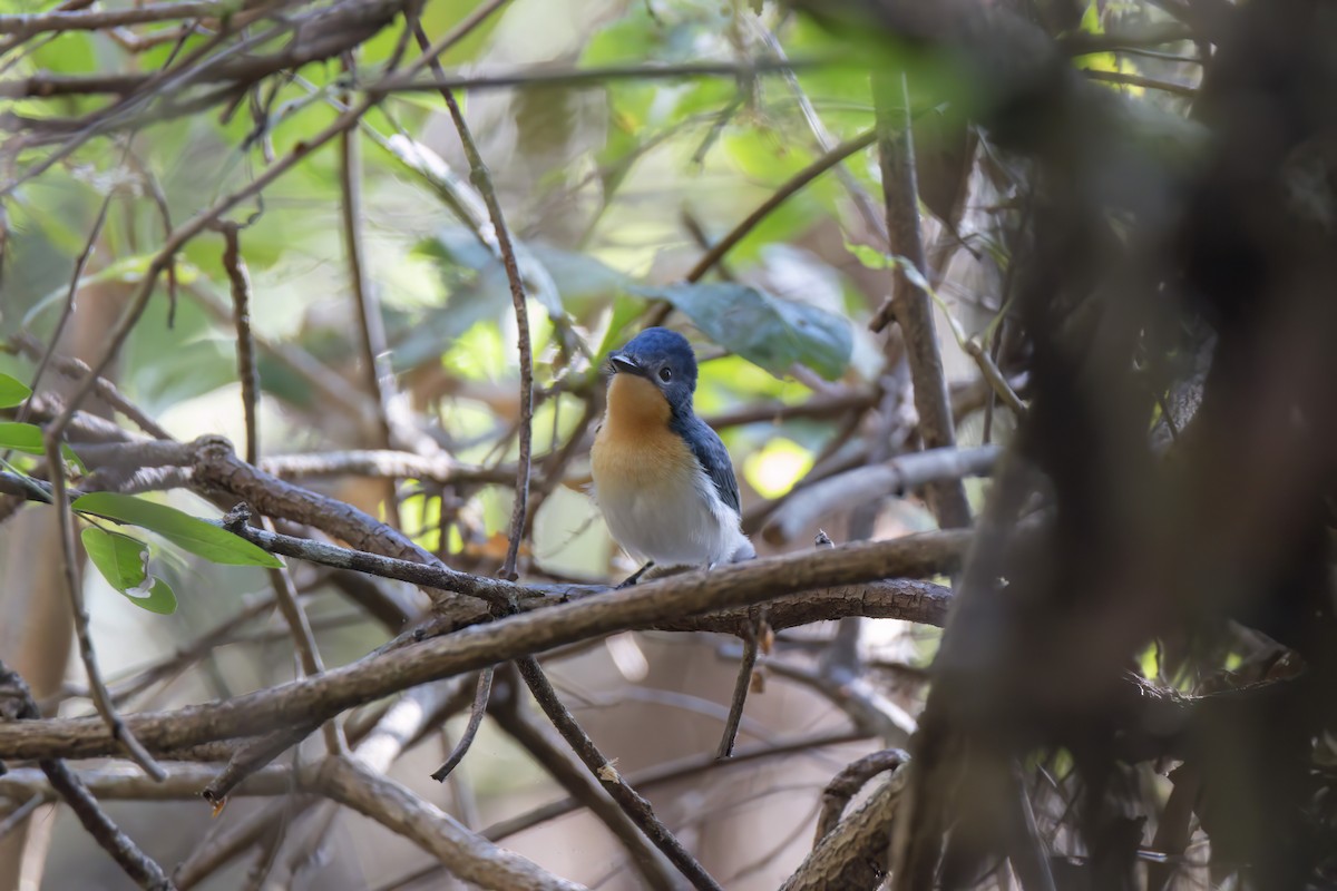 Broad-billed Flycatcher - ML620625539