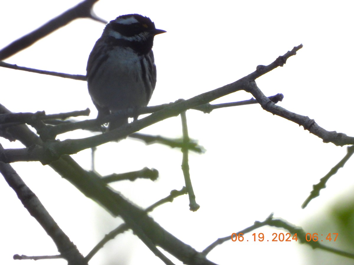 Black-throated Gray Warbler - ML620625544