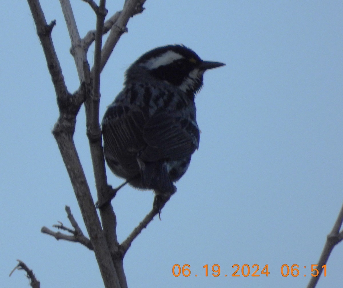 Black-throated Gray Warbler - ML620625546