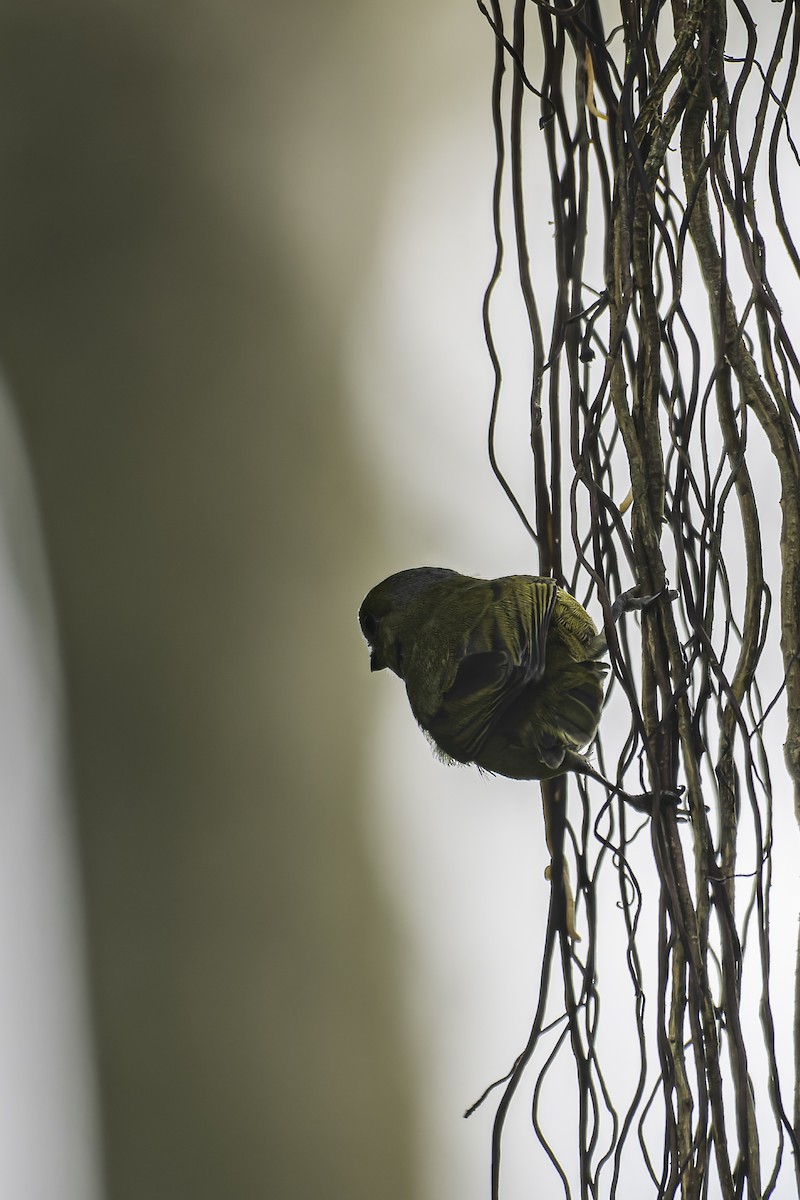 Orange-bellied Euphonia - ML620625552