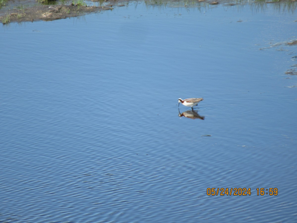 Phalarope de Wilson - ML620625555