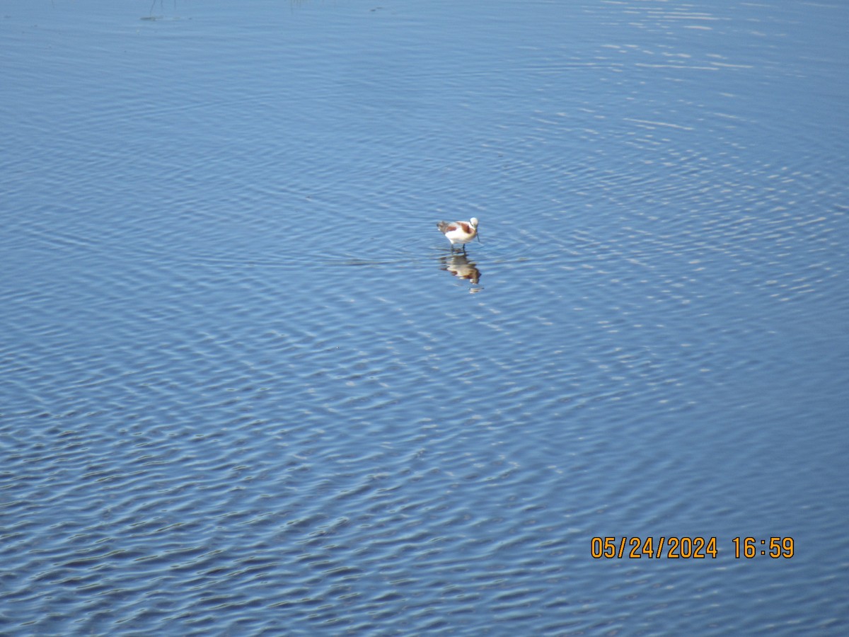 Wilson's Phalarope - ML620625557